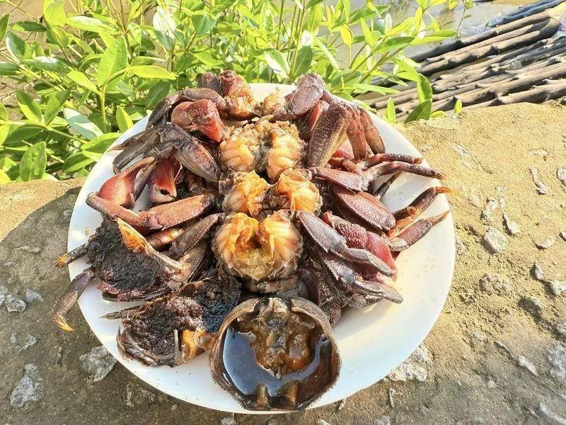 Ca Mau Mud Crab (Cua Nam Can)