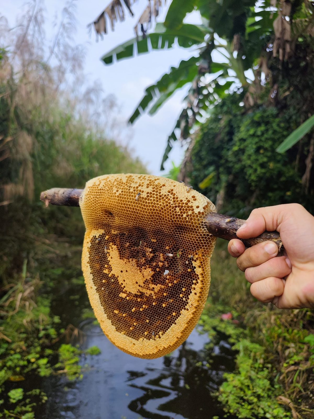 Hoạt động trải nghiệm đời sống sông nước thú vị tại Cà Mau (Hình số 2)
