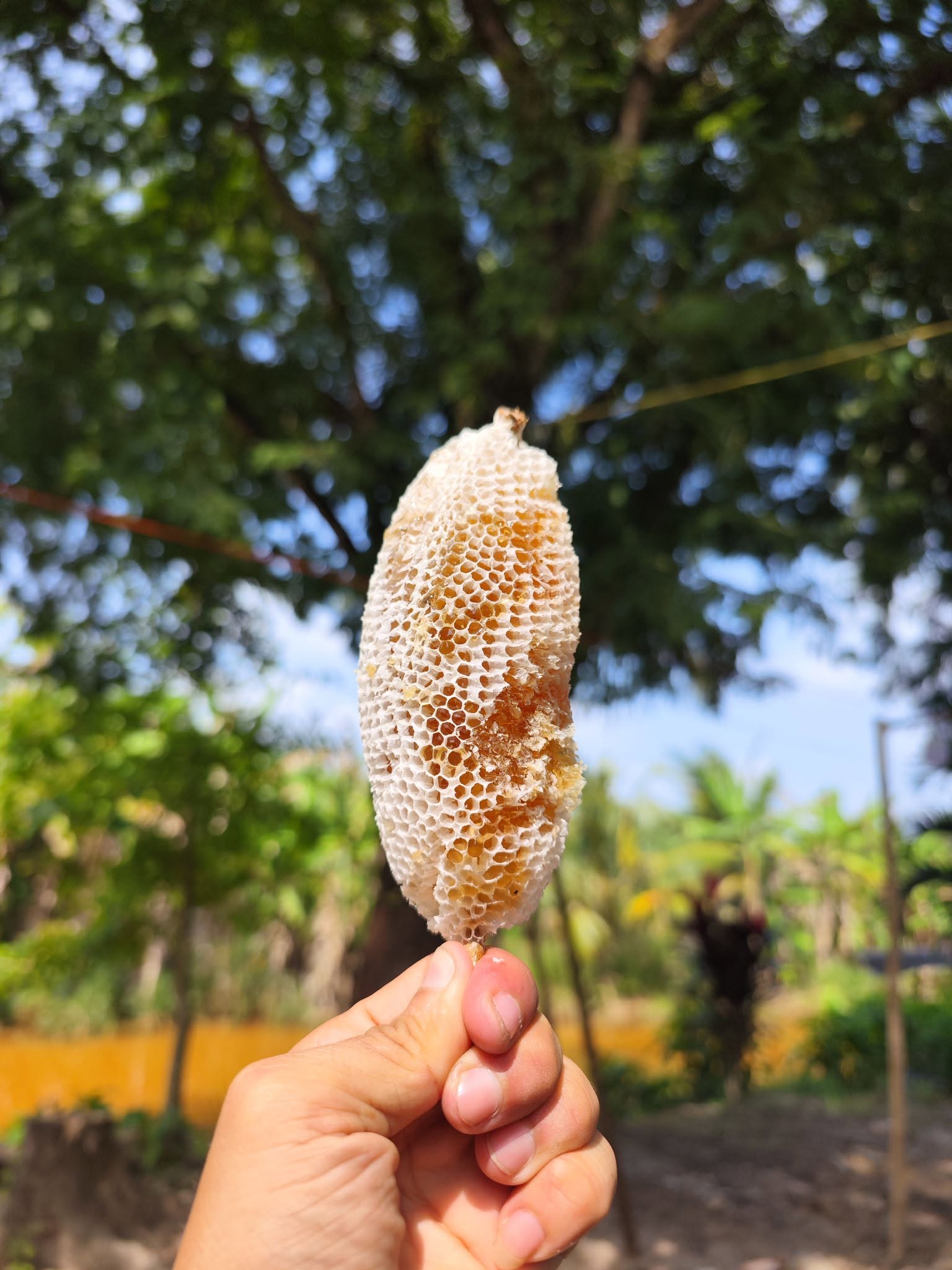 Hoạt động trải nghiệm đời sống sông nước thú vị tại Cà Mau (Hình số 4)