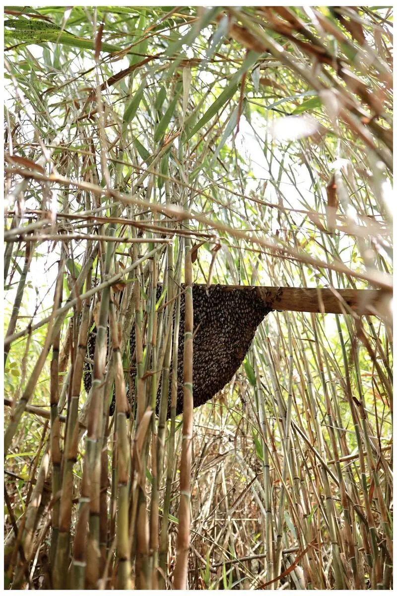Bà Ngoại Homestay tour photos