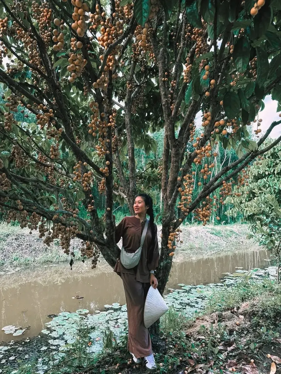 Centuries-old wild honey harvesting ('gác kèo ong') tradition in U Minh Ha. (Photo: Ba Ngoai Homestay / Ca Mau Ecotourism Archive)